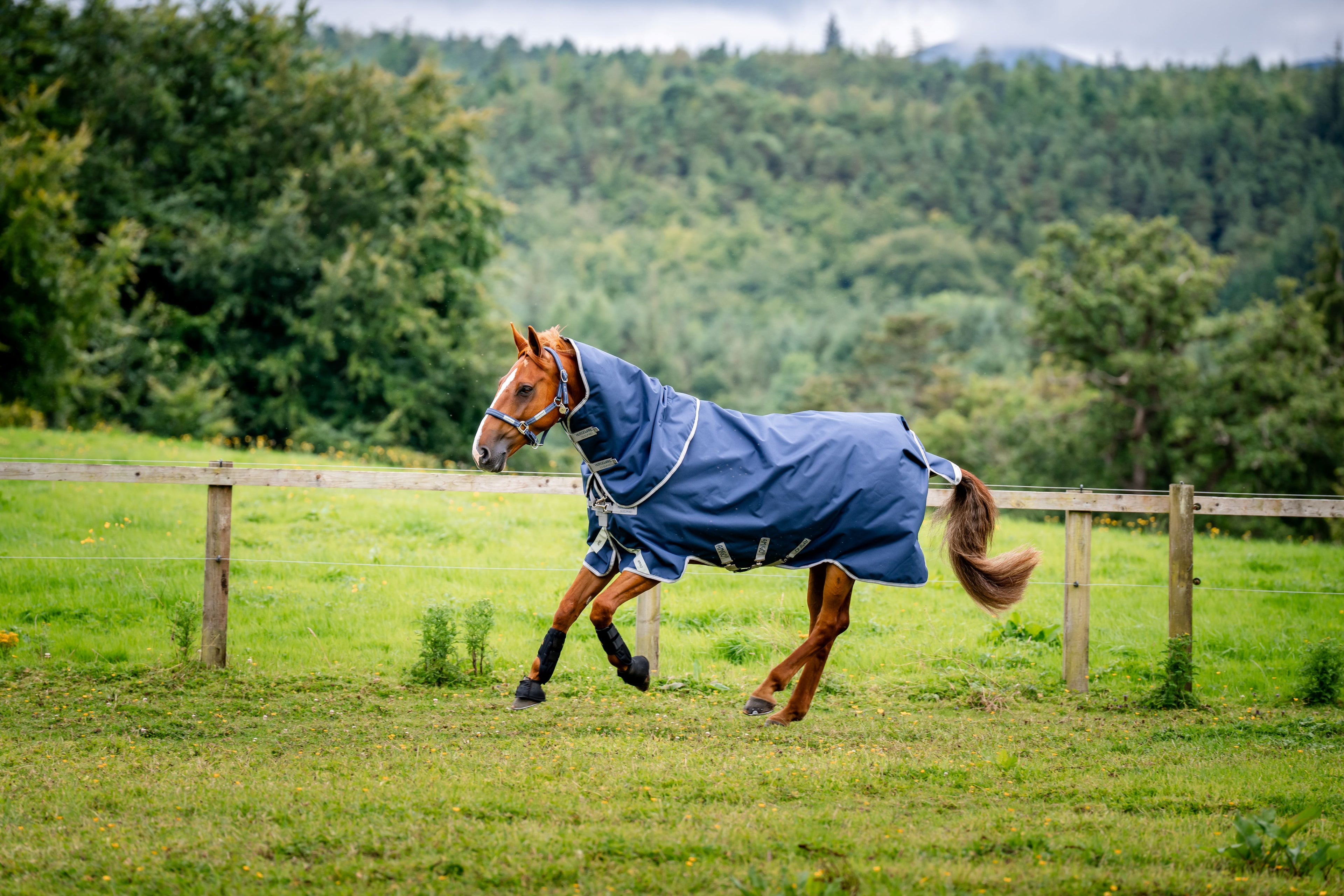 Horseware Amigo 1200D Plus Turnout 100g, inkl. hals - Overgangsdækken