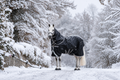 Horseware Amigo 1200D Plus Turnout 400g, inkl. hals - Vinterdækken